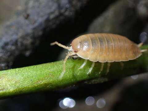Detailed Macro Photography of a Woodlouse Oniscus asellus or Armadillidium vulgare Isopod Crawling on a Green Plant Stem. Scientific View of an Isopoda Crustacean showing Segmented Exoskeleton