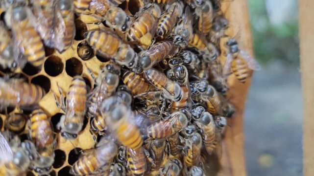 Indian Honeybees( apis cerena indica) move across hexagonal honeycomb cells with queen bee, showcasing social insects, biodiversity, and the essential role of bees in ecosystems.