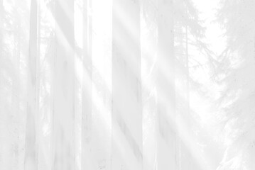 A white and gray image of beams of light in a forest.