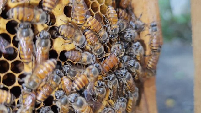 Indian Honeybees( apis cerena indica) move across hexagonal honeycomb cells with queen bee, showcasing social insects, biodiversity, and the essential role of bees in ecosystems.
