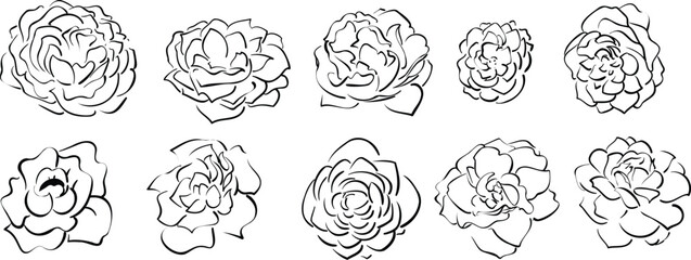 Hand Drawn Rose Flower Line Art Vector Illustration eps10