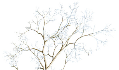 a detailed photograph showcasing the intricate branching pattern of a snow-covered tree against a stark transparent background during the winter season