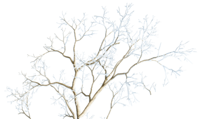 a detailed photograph showcasing the intricate branching pattern of a snow-covered tree against a stark transparent background during the winter season