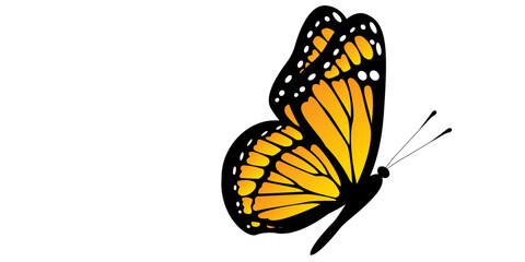 Fototapeta premium Vibrant monarch butterfly in flight on white background
