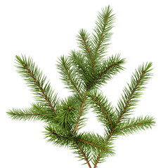 detailed photograph of a vibrant green fir tree branch, ideal for christmas decorations, showcasing its intricate needle-like leaves and rustic stems.