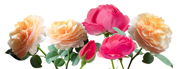 vibrant photograph of mixed roses in peach and hot pink, displayed in full bloom with lush green leaves, radiating beauty and elegance.