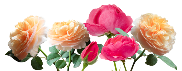 vibrant photograph of mixed roses in peach and hot pink, displayed in full bloom with lush green leaves, radiating beauty and elegance.