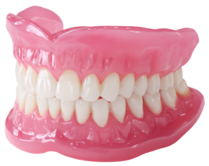 dental model with prosthetic teeth isolated on transparent background