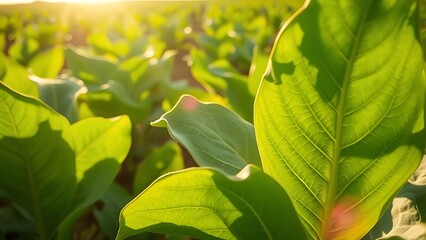 tobacco. Sunlit tobacco field with detailed leaf vein patterns. menu design, packaging mockups, designed for culinary blogs and recipe cards for restaurants, used by sports marketers.