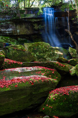 The landscape of a winter waterfall and fallen red maple leaves.