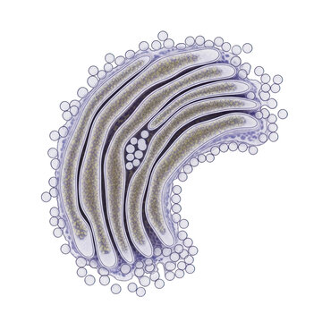 Golgi apparatus with vesicles and cisternae cell biology