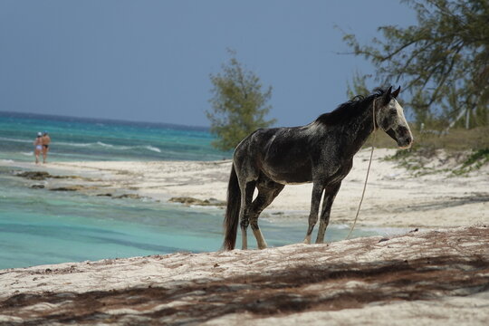 Black Horse on the Beach, Turks and Caicos Islands, Caribbean