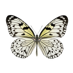 White butterfly with black markings on black background
