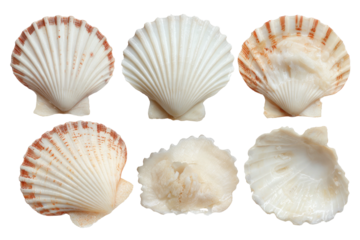 Six seashells, some white, some with tan markings, isolated on black