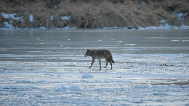 Coyote Walking Across Frozen Des Plaines River In Illinois