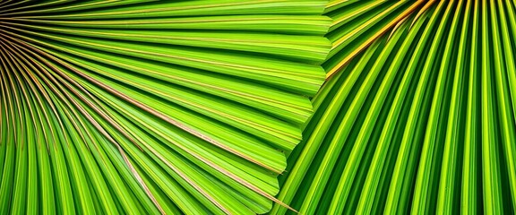 Fototapeta premium Close-up of vibrant green Chinese fan palm leaves, showing intricate texture, organic, illustration