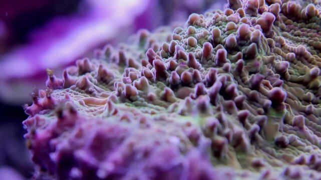 macro detail of purple plating coral with small textured polyps