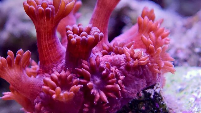 close up of vibrant pink sun coral polyps extended in a reef tank