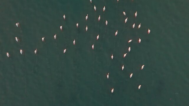 Straight-down drone view of a large flamingo flock wading across dark-teal lagoon water at golden sunset; elegant group patterns, ripples and reflections&mdash;serene wildlife b-roll for nature and travel.