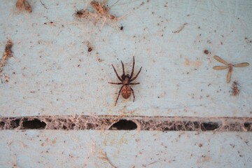 A small spider crawling on a textured wall surface with a simple background.
