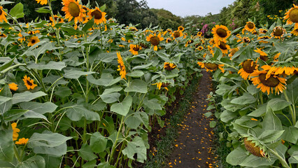 Scenic narrow dirt path winds through a lush field of tall blooming sunflowers with vibrant yellow petals and green leaves. Peaceful landscape perfect for nature and summer themes