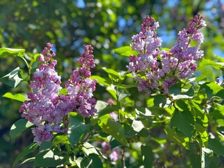 Lilac flowers delicate pink violet clusters in spring.