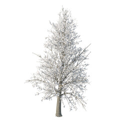 Obraz premium Tree snow covered isolated transparent background photo realistic 3d rendering PNG 16 bit with alpha channel 