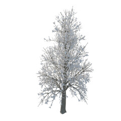 Fototapeta premium Tree snow covered isolated transparent background photo realistic 3d rendering PNG 16 bit with alpha channel 