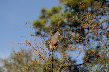 Colombaccio adulto in equilibrio sui rami sottili di un piccolo albero in primo piano, in un ambiente naturale, di giorno, in estate