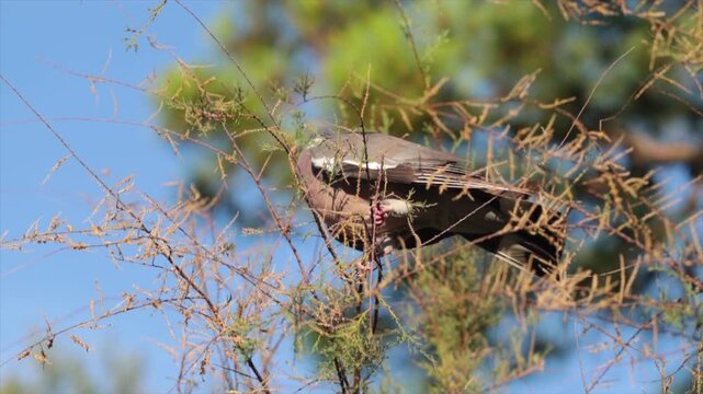 Colombaccio (Columba palumbus) in equilibrio sui rami sottili di un albero basso, mentre cerca di mangiare alcune bacche, di giorno, in estate