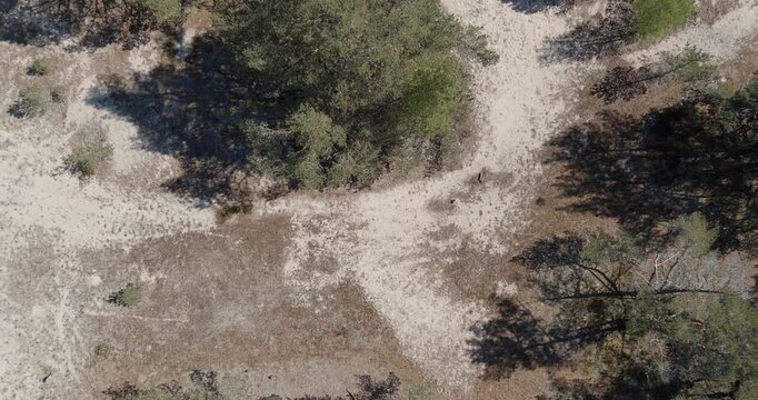 Aerial view of a forest dune landscape, a sandy landscape with interspersed green vegetation and trees in sunny spring weather, Tahkuna, Hiiumaa, Estonia.