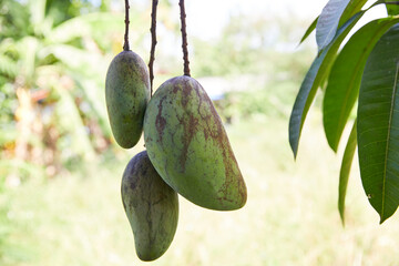 Close-up of mangoes growing on tree