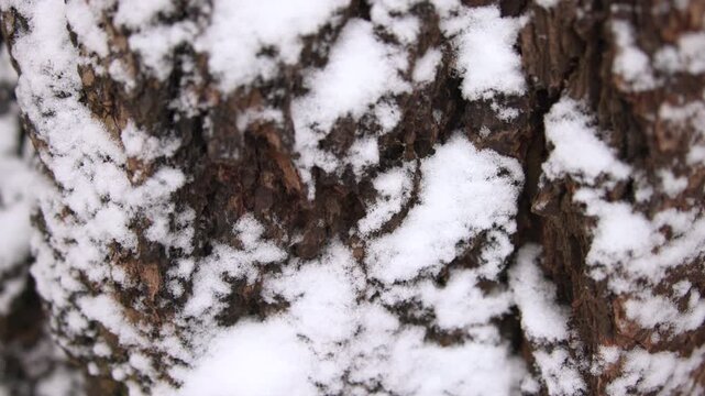 Winter Icy Bark, Macro Photograph Capturing Snow Accumulation In Deep Crevices Of Tree Bark During Winter . Media