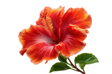 Vibrant red orange hibiscus flower with yellow stamen against black background image