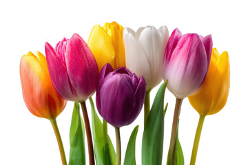 Vibrant multicolored tulips with water droplets on black background flower floral