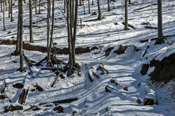 Mountain laWinter landscape on a mountain with trees and snow in Serbia