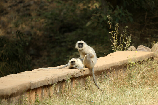 langue monkey sariska tiger reserve forest sitting in road side in jungle 