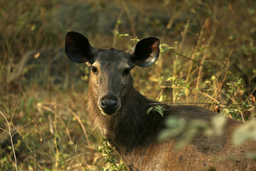 asia largest deer in size faceshot safari sariska 