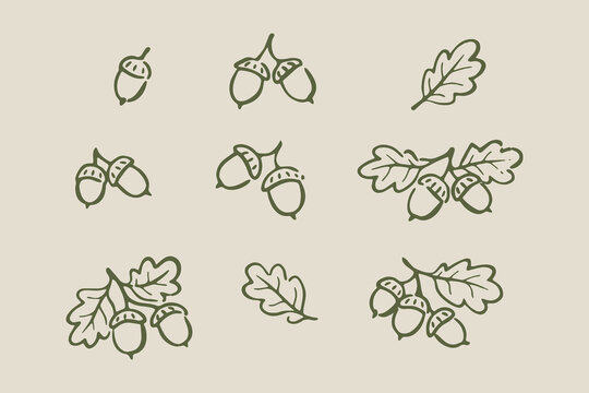 Acorns and oak leaves doodle set vector illustration