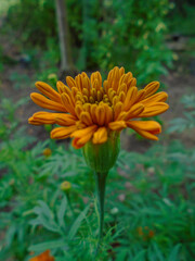 This beautiful marigold displays its bright orange petals, a cheerful sight in any garden. Bright orange Marigold Flower in Garden &ndash; Close-Up Nature Photography