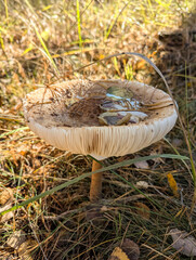 Single white mushroom in the grass. Big hat umbrella cover. Sliced texture of curtain skirt layers. Tasty forest food. Autumn sun for an interesting walk.