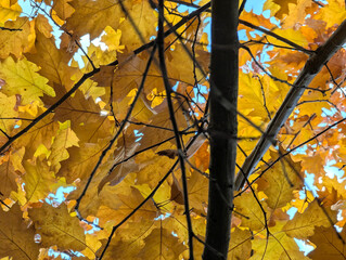 A close-up shot showcases the striking texture and vibrant colors of yellow orange lemon plant leaves. The detailed view captures warm natural patterns, bold red hues, striking gaps in the texture