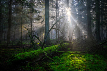 Sunny morning in the pine forest with sunbeams