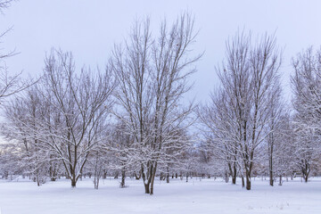 Obraz premium 10 December 2025, Al Farabi Avenue, First President's Park, Almaty City Kazakhstan