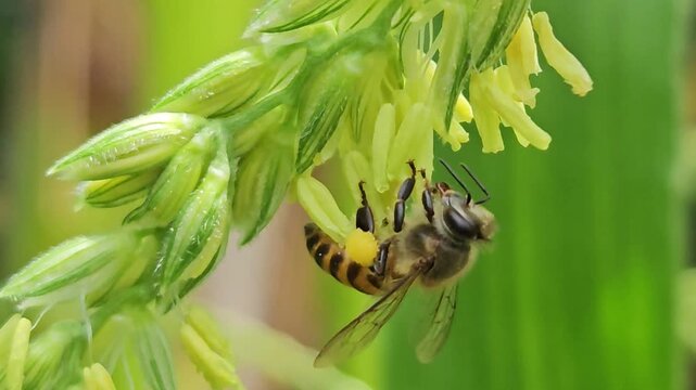 Macro Close Up of Honey Bee Collecting Pollen from Corn Flower, Pollination on Corn Crop, Agriculture, Nature