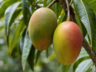 mangoes on tree, mango garden, mango fruit