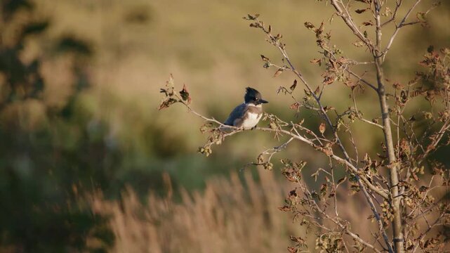 Perched Belted Kingfisher Looking Out From Perch In Alaska