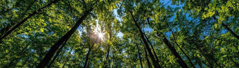 Obraz premium A vibrant forest scene showcasing tall trees under a bright blue sky, with sunlight filtering through the leaves.