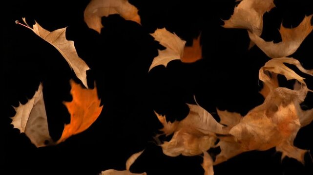 Textured brown and vibrant orange autumn leaves floating and falling dramatically against a pure black backdrop