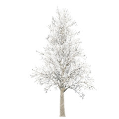 Obraz premium Tree snow transparent background realistic sketch PNG with alpha channel 